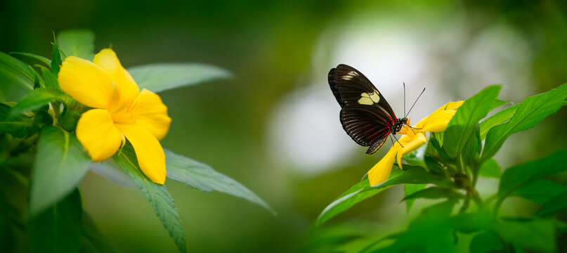 Butterfly Heliconius Hacale zuleika in a rainforest