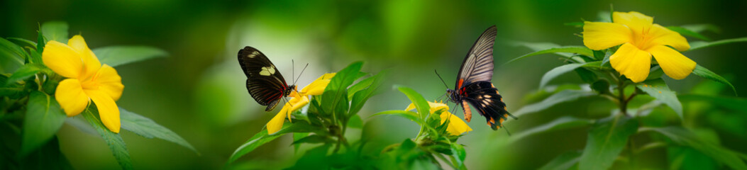 Fototapeta na wymiar Butterfly Heliconius Hacale zuleika and Pachliopta jophon in a rainforest