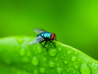 fly on leaf