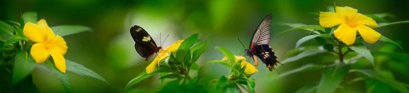 Butterfly Heliconius Hacale zuleika and Pachliopta jophon in a rainforest