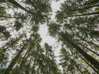 A beautiful view of the tops of pines against the sky. Bottom view. High trunks of coniferous trees with lush bloodlines against the background of a cloudy sky. Mysterious fairytale forest.