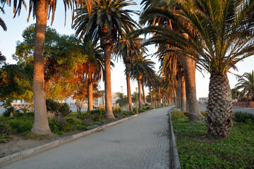 A deserted avenue of tall palm trees is illuminated by the evening sun in perspective