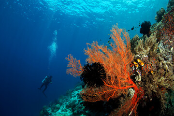 Fototapeta na wymiar Scuba Diver and Coral Reef against Surface in Misool, Raja Ampat. West Papua, Indonesia