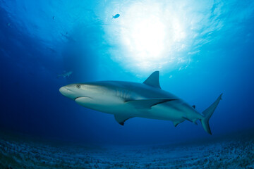 Caribbean Reef Shark (Carcharhinus perezi) over Sandy Sea Grass Bottom. Tiger Beach, Bahamas