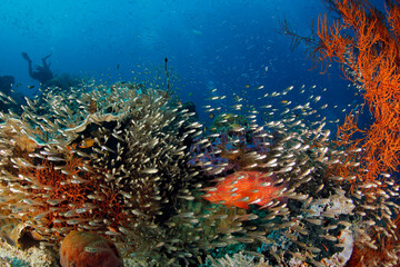 Naklejka na ściany i meble Colorful Coral Reef Teeming with Life. Gam, Raja Ampat, Indonesia