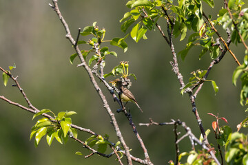 A Melodious warbler (Hippolais polyglotta) perched in an apple tree.