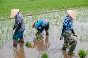 several female workers in rice field