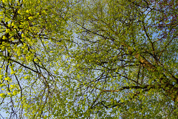 lush green tree on a sunny day in may	