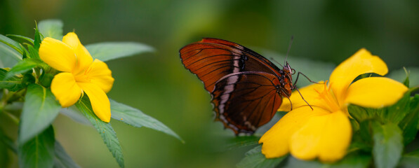 Butterfly Siproeta epaphus in a rainforest