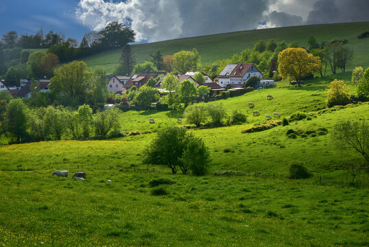 Idyllischer Ortsteil Lindenfels - Kolmbach im Fr&uuml;hling mit Gewitterstimmung, Charolais-Rinder auf der Weide im s&uuml;ddeutschen Mittelgebirge, Odenwald, Hessen, Deutschland