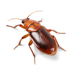 Cockroach, isolated on transparent background. Generative Ai