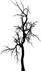 Detailed silhouette of a winter tree