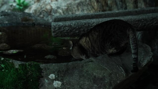 水を飲む猫の動画素材