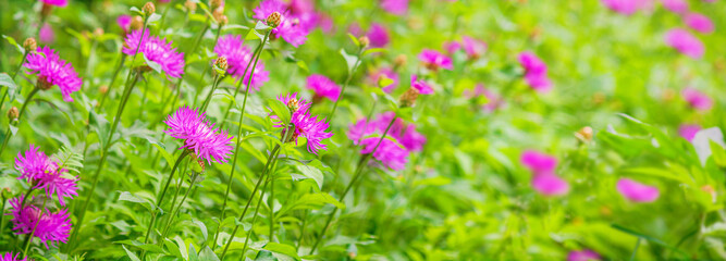 Close-up view of a blooming knapweed or centaurea jacea in a spring meadow. Horizontal background, banner with copy space for text - obrazy, fototapety, plakaty