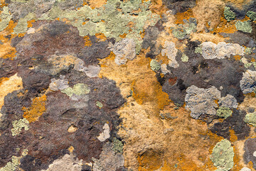 Natural background - close up view of sandstone surface covered with lichen, a fragment of the bottom of an ancient prehistoric sea, archeological preserve Kamyana Mohyla, Ukraine