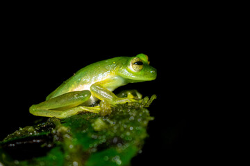 Rana de Cristal Variable (Espadarana prosoblepon), fotografía en primer plano de esta rana que habita en los bosques tropicales y subtropicales del occidente de Ecuador