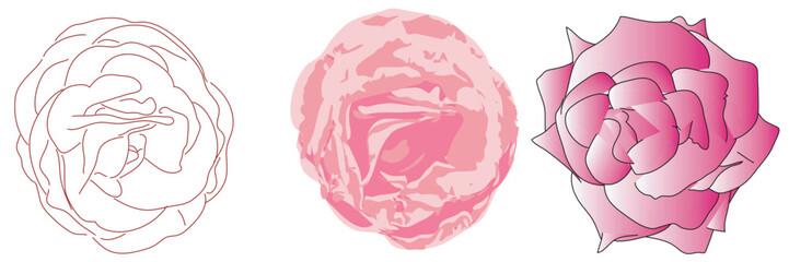 Illustration of three different roses