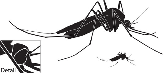 Vector illustration of a mosquito with basic outline included