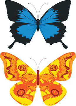 Detailed illustration of butterflies