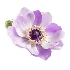Naklejka premium flower Anemone on a transparent background, Generative Ai