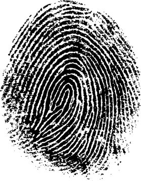 Black and White Vector Fingerprint - Very accurately scanned and traced ( Vector is transparent so it can be overlaid on other images, vectors etc.)