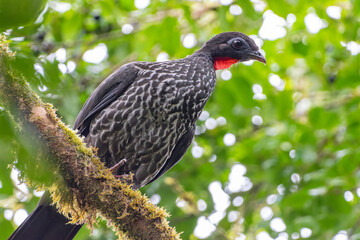 Primer plano de la Pava del Chocó (Penelope ortoni), especie amenazada y endémica del Chocó biogeográfico de Ecuador y Colombia