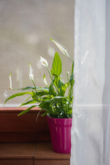 Home plant in pink flower pot on room window sill on blurred city natural background
