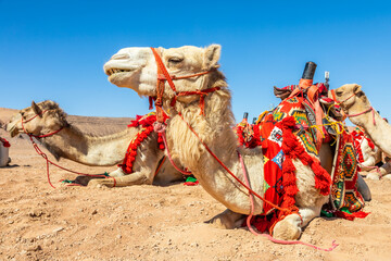 Harnessed riding camels resting in the desert, Al Ula, Saudi Arabia