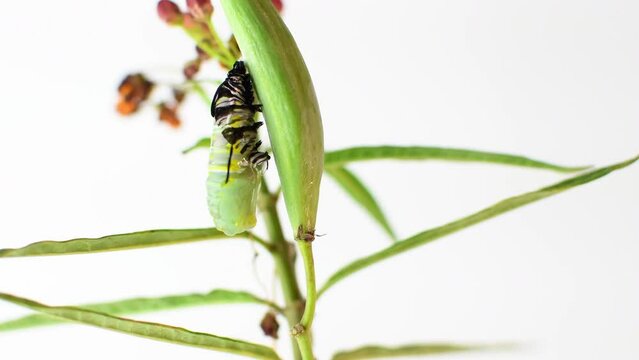The queen butterfly pupation process on the milkweed seed pod 20x 4K. 