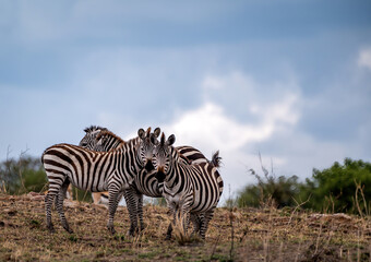 Fototapeta na wymiar Zebras in the Wild 