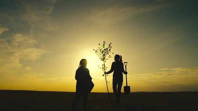 fresh tree seedling sunset, young roots, soil ground, plant garden, silhouette happiness family mother child, ecology concept, travel concept, hand touch sun, teamwork, sunny spring, sunset family