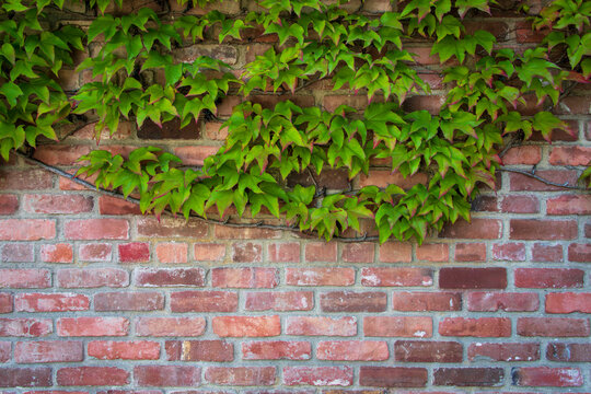 Green-leaved Vine on Red Clay Brick Wall Horizontal