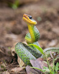 Serpiente Látigo de Labios Amarillos (Chironius exoletus), serpiente diurna que habita en ambas estribaciones de la cordillera de los andes.