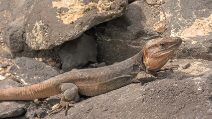 Gallotia stehlini, species of giant lizard endemic to Gran Canaria island. This lizard is known for its unique appearance and fascinating behavior, making it popular subject for study and observation.