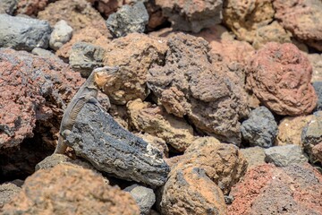 Gallotia stehlini, species of giant lizard endemic to Gran Canaria island. This lizard is known for its unique appearance and fascinating behavior, making it popular subject for study and observation.