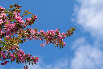 blooming paradise apple tree on a clear day