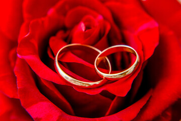 Gold wedding rings and Red roses
