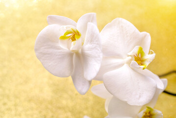A branch of white orchids on a shiny gold background
