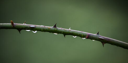 Spike Vine