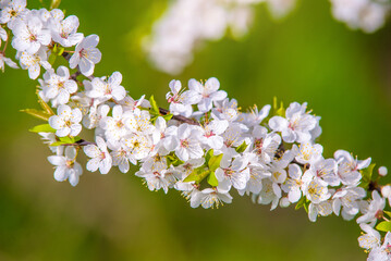 Cherry blossom branch in the garden in spring
