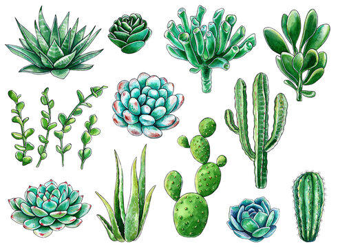 Set of succulents isolated on white background. Watercolor hand drawn illustration of green cacti. For cards and invitations in eco style.