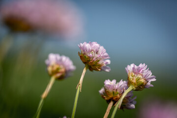 Armeria Maritima, commonly known as sea thrift, growing on the Sussex coast at Seaford, on a sunny May day