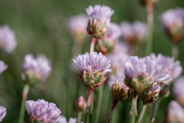 Armeria Maritima, commonly known as sea thrift, growing on the Sussex coast at Seaford, on a sunny May day