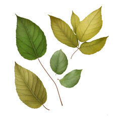 Fototapeta premium green leaves isolated on white, background removed png file for digital use