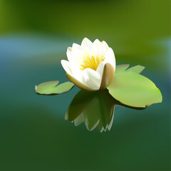 White water-lily (Nymphaea alba) - High detailed and coloured illustration - obrazy, fototapety, plakaty