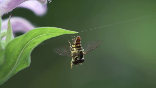 Eastern Calligrapher flower flies mating while hanging on to a wild Bergamot leaf