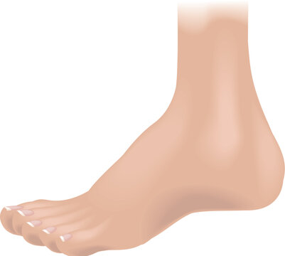An illustration of a human foot, no meshes used