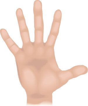 An illustration of a human hand, no meshes used