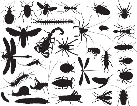 Collection of vector outlines of insects and other invertebrates