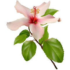 Beautiful exotic flower - Marshmallow (hibiscus) - Highly detailed and coloured vector illustration